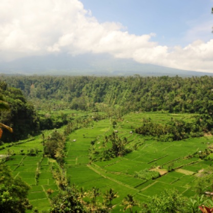 Fields in Bali